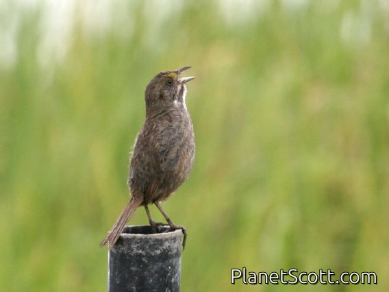 Seaside Sparrow (Ammodramus maritimus)