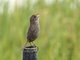 Seaside Sparrow (Ammodramus maritimus)