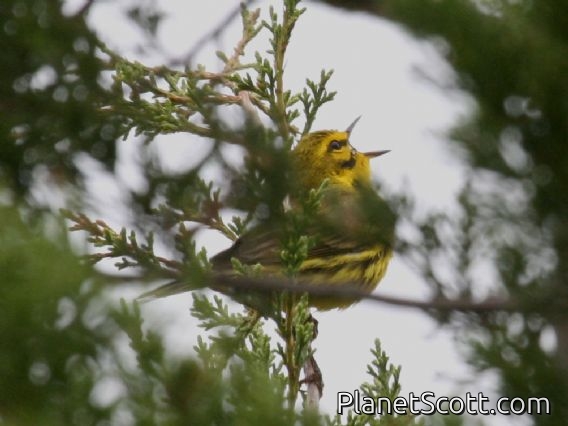 Prairie Warbler (Dendroica discolor)