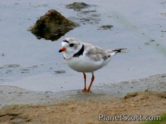 Piping Plover (Charadrius melodus)