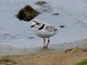 Piping Plover (Charadrius melodus)
