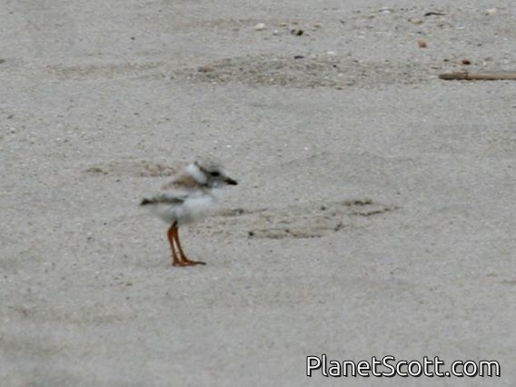 Piping Plover (Charadrius melodus) Juvenile