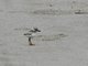Piping Plover (Charadrius melodus) Juvenile