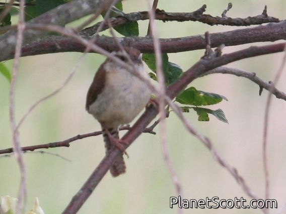 Carolina Wren (Thryothorus ludovicianus)