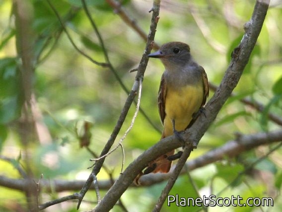 Great Crested Flycatcher (Myiarchus crinitus)