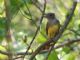Great Crested Flycatcher (Myiarchus crinitus) 