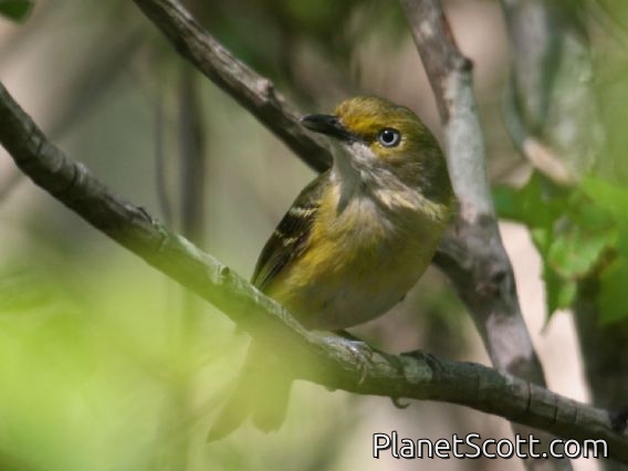White-eyed Vireo (Vireo griseus)