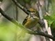White-eyed Vireo (Vireo griseus)