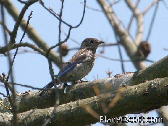 Eastern Bluebird (Sialia sialis)