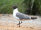 Laughing Gull (Larus atricilla)