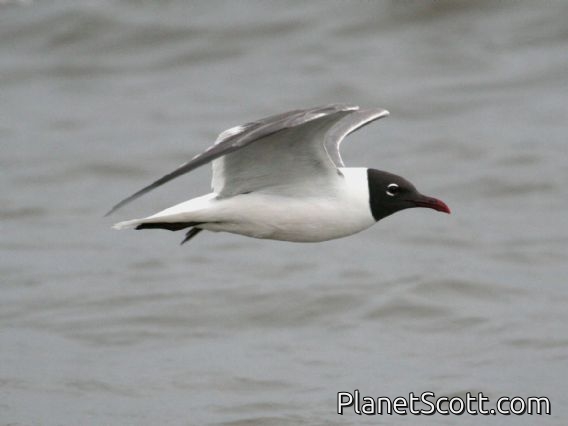 Laughing Gull (Larus atricilla)