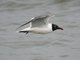 Laughing Gull (Larus atricilla)