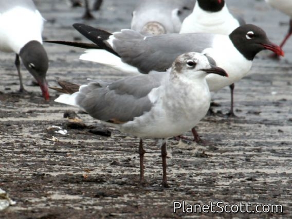 Laughing Gull (Larus atricilla) 2nd Summer