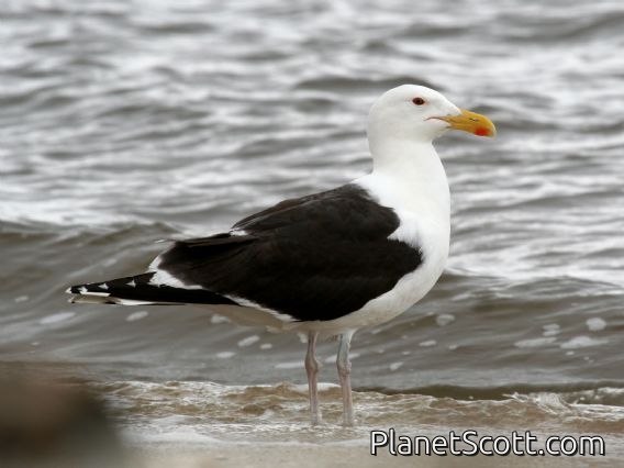 Great Black-backed Gull (Larus marinus)