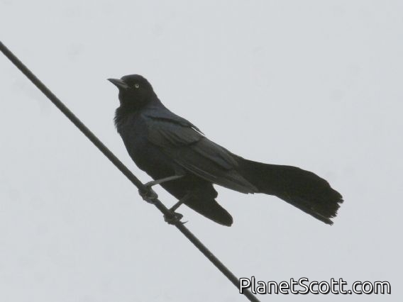 Boat-tailed Grackle (Quiscalus major)