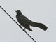 Boat-tailed Grackle (Quiscalus major)