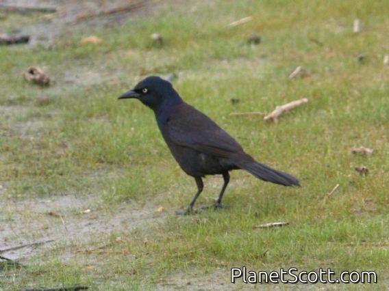 Common Grackle (Quiscalus quiscula)