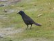 Common Grackle (Quiscalus quiscula)
