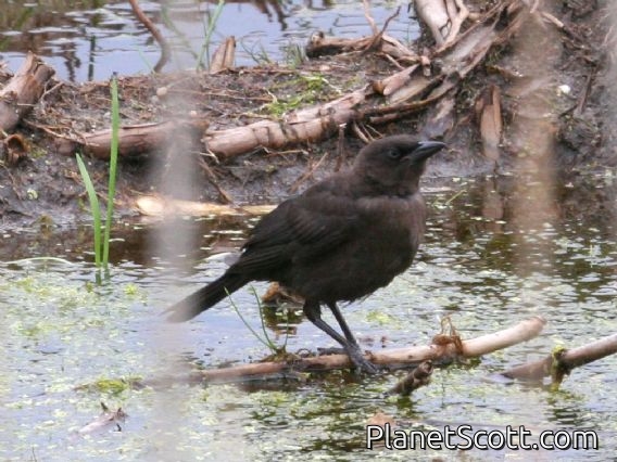 Common Grackle (Quiscalus quiscula) Juvenile