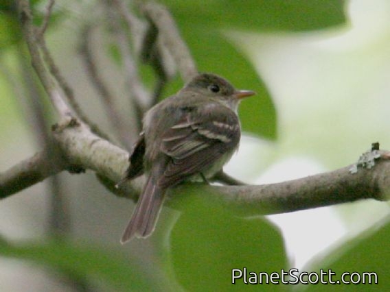 Acadian Flycatcher (Empidonax virescens)