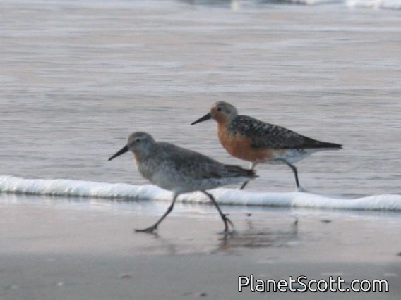 Red Knot (Calidris canutus)