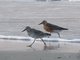 Red Knot (Calidris canutus)