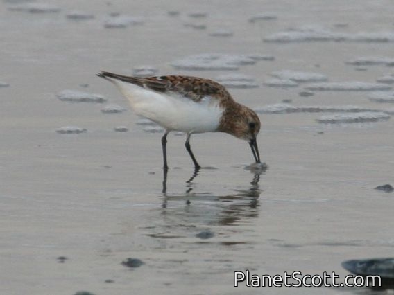 Sanderling (Calidris alba)