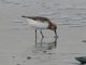Sanderling (Calidris alba)