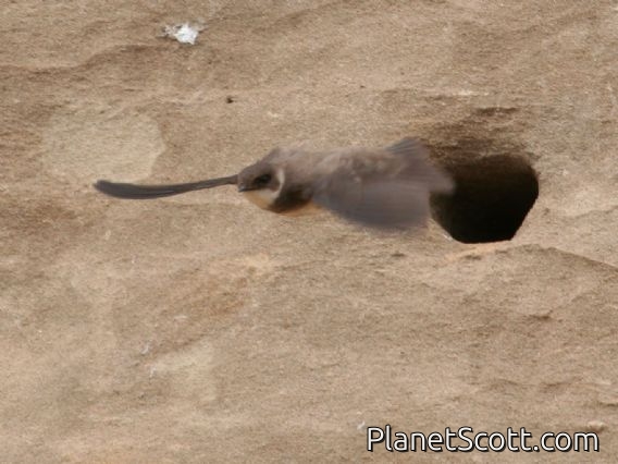Sand Martin (Riparia riparia)