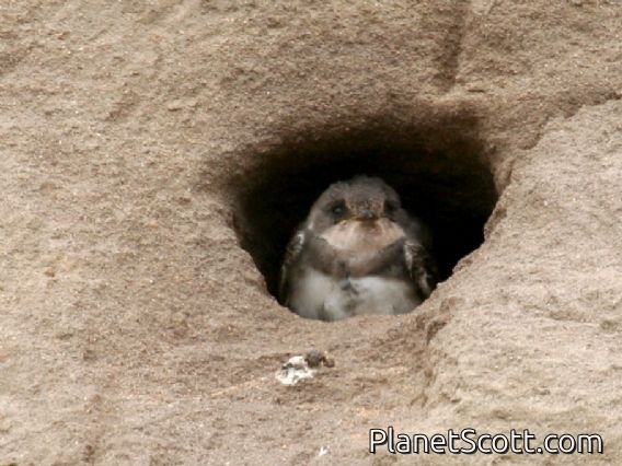 Sand Martin (Riparia riparia)