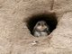 Sand Martin (Riparia riparia)