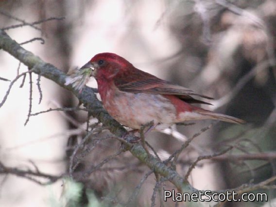Purple Finch (Haemorhous purpureus)