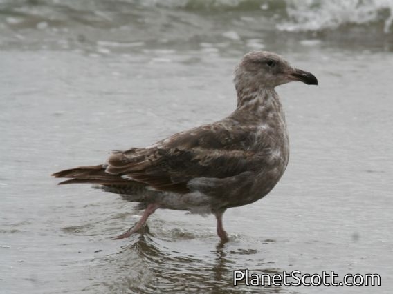 Western Gull (Larus occidentalis) 1st Summer
