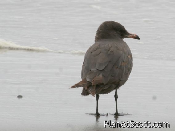 Heermann's Gull (Larus heermanni) 1st Summer