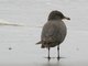 Heermann's Gull (Larus heermanni) 1st Summer
