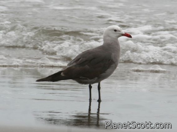 Heermann's Gull (Larus heermanni) Breeding
