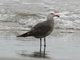 Heermann's Gull (Larus heermanni) Breeding