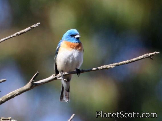 Lazuli Bunting (Passerina amoena) Male