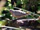 Mourning Dove (Zenaida macroura)
