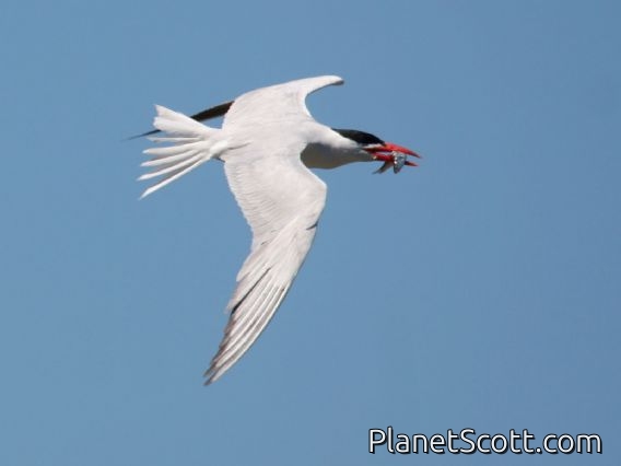 Caspian Tern (Sterna caspia)