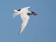 Caspian Tern (Sterna caspia)