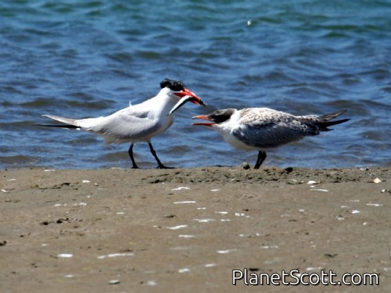 Caspian Tern (Sterna caspia) Adult and Juvenile
