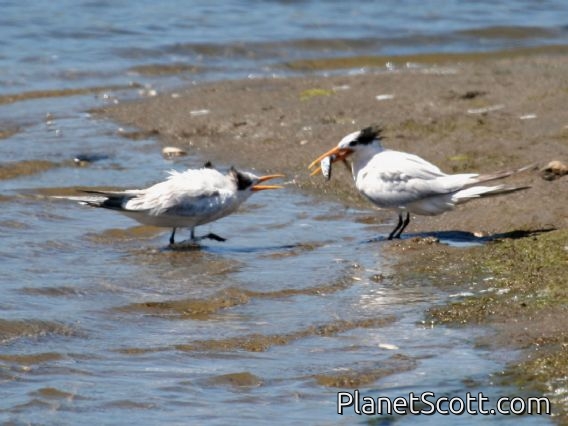 Elegant Tern (Sterna elegans)