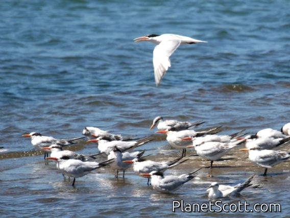 Elegant Tern (Sterna elegans)