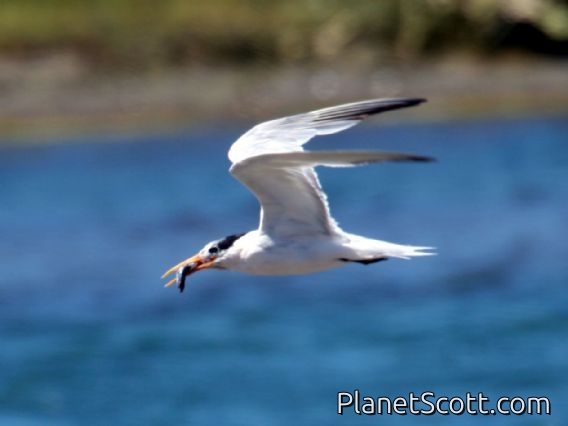 Elegant Tern (Sterna elegans)
