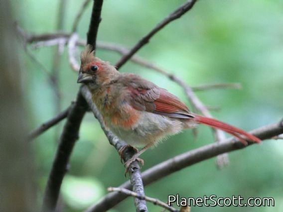 Northern Cardinal (Cardinalis cardinalis) Juvenile