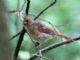 Northern Cardinal (Cardinalis cardinalis) Juvenile