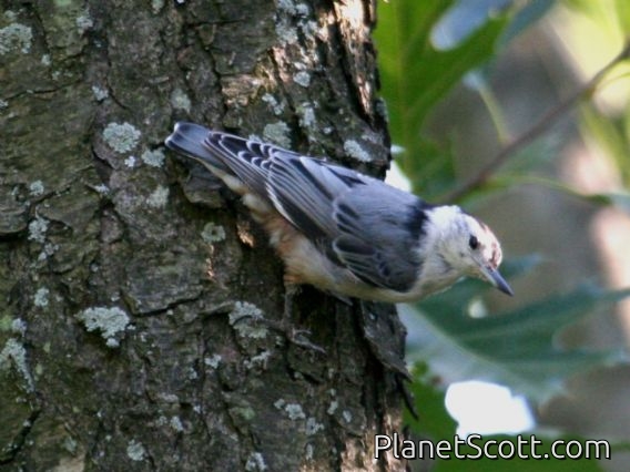 White-breasted Nuthatch (Sitta carolinensis)