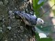 White-breasted Nuthatch (Sitta carolinensis)