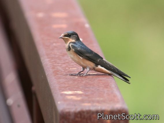 Barn Swallow (Hirundo rustica)